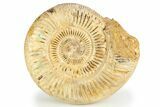 Jurassic Ammonite (Perisphinctes) - Madagascar #257157-1